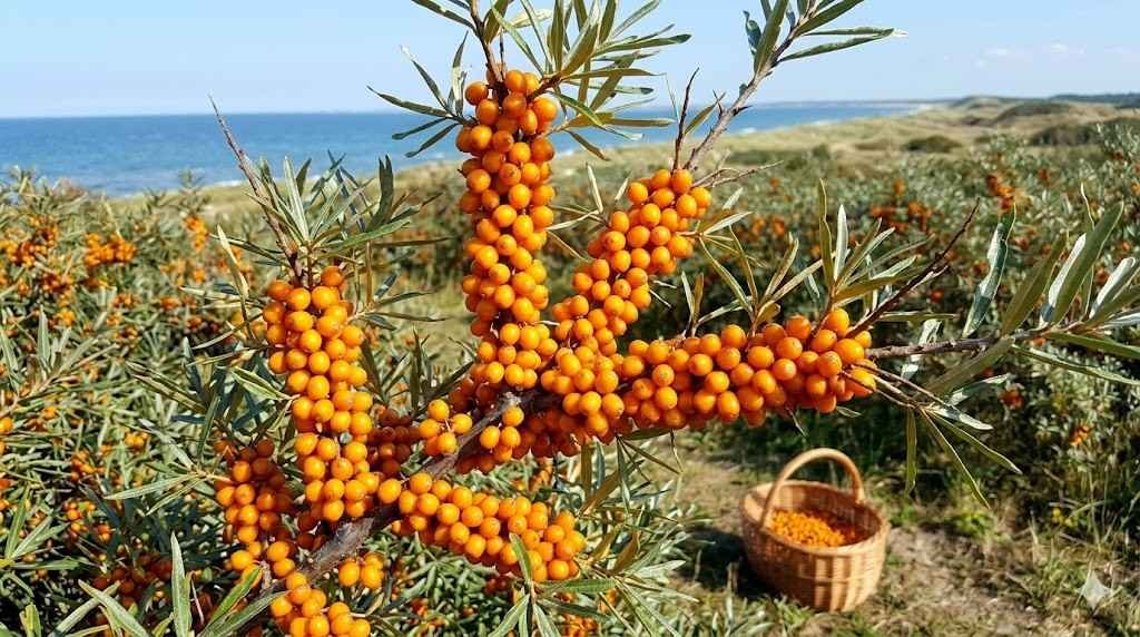 Sea buckthorn