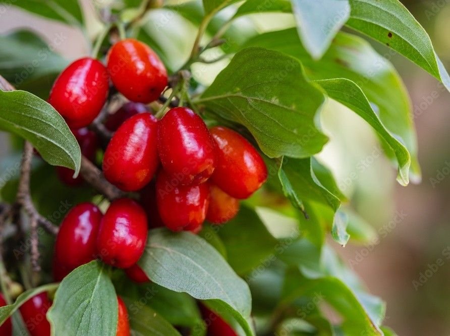 Cornelian Cherry