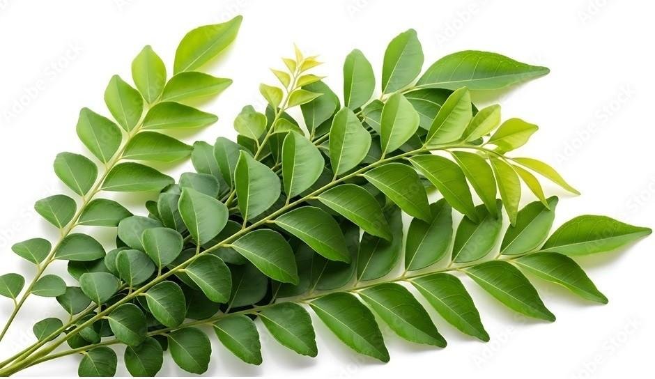 Curry Leaves