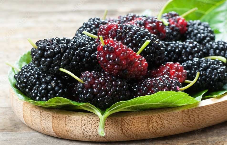 Mulberry